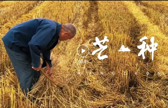 【节气里的大美蟠龙】——芒种